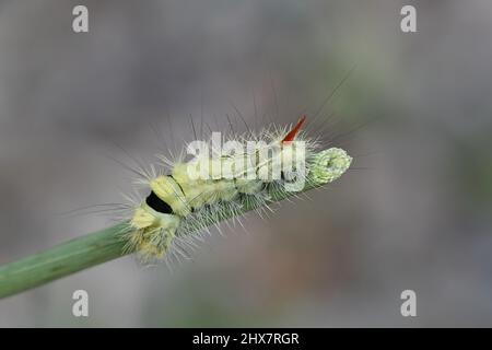 Pale tussock Motte Calliteara pudibunda Raupe, Stockfoto