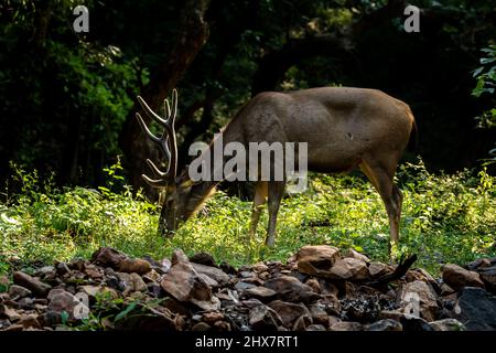 Männliche Sambar Hirsche oder Rusa einfarbig mit langem Horn oder Hirsch in natürlichem Licht und Schatten oder Randbeleuchtung auf Hörnern im ranthambore Nationalpark Waldrese Stockfoto