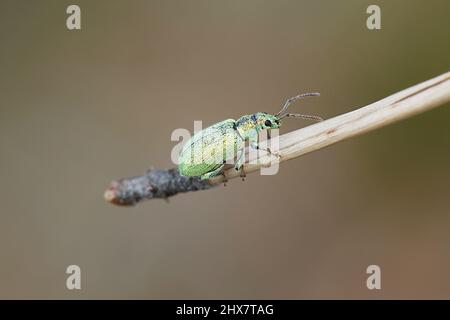 Blatt Rüsselkäfer, Phyllobius sp Stockfoto