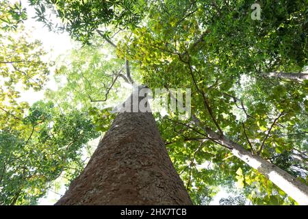 Sehr hoch die Eiche im Wald, die Sonne scheint durch eine majestätische grüne Eiche an einem blauen Himmel Stockfoto