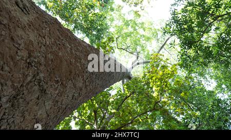 Sehr hoch die Eiche im Wald, die Sonne scheint durch eine majestätische grüne Eiche an einem blauen Himmel Stockfoto