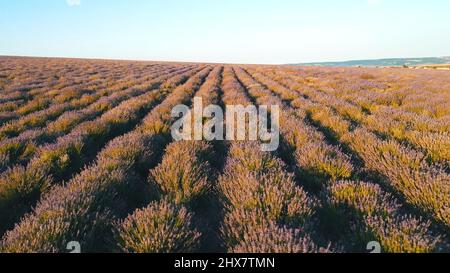 Schöner Blick auf das endlose Lavendelfeld in den Sonnenaufgangsstrahlen der Sonne. Aufnahme. Sonnenaufgang über einem Sommerlavendelfeld in der Provence, Frankreich. Stockfoto