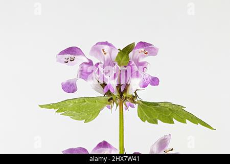 Toten entdeckt - Brennnessel, Lamium maculatum Stockfoto