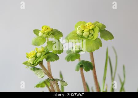 Stellvertreter-leaved Golden-Steinbrech, Chrysosplenium alternifolium Stockfoto