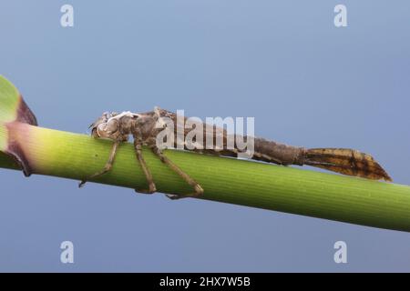 Exosceleton einer gewöhnlichen blauen Damselfliege, Enallagma cyathigerum Stockfoto