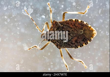 Rhaphigaster nebulosa stinkende Käfer auf dem Hausfenster Stockfoto