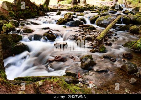 Der Fluss der Karpaten fließt in Kaskaden, der Fluss fließt durch den Wald. Stockfoto