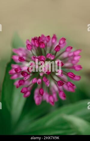 allium Blume, floraler Hintergrund Stockfoto