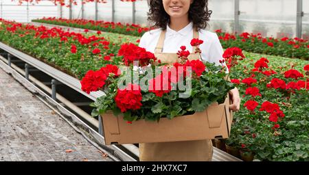 Vorderansicht Nahaufnahme einer lächelnden jungen Frau in beigefarbener Schürze, die im modernen Gewächshaus einen großen Papierkarton mit roten Blumen hält. Konzept des Prozesses Sammeln von Blumen zum Verkauf. Stockfoto