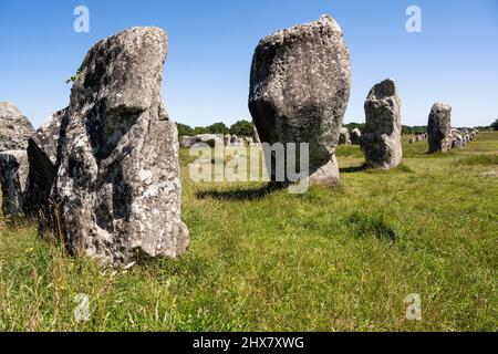 Eine Reihe von vielen Menhiren in der Nähe von Carnac. Große Felsbrocken stehen in einer Reihe auf einer offenen Wiese. Stockfoto