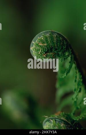 Nahaufnahme des Farnblattes Stockfoto