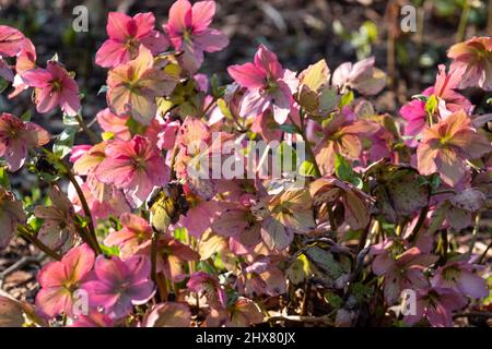 Rosa Helleborus Walbertons Rosmarin Walhero, die im Frühjahr im Garten von RHS Wisley in Surrey, Großbritannien, wächst. Stockfoto