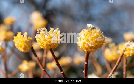 Gelbe und weiße Blüten des Laubstrauch Edgeworthia chrysanthia grandiflora. Fotografiert in Wisley, Surey, Großbritannien. Stockfoto