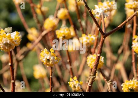 Gelbe und weiße Blüten des Laubstrauch Edgeworthia chrysanthia grandiflora. Fotografiert in Wisley, Surey, Großbritannien. Stockfoto