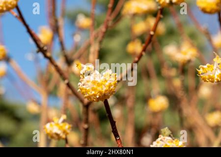 Gelbe und weiße Blüten des Laubstrauch Edgeworthia chrysanthia grandiflora. Fotografiert in Wisley, Surey, Großbritannien. Stockfoto