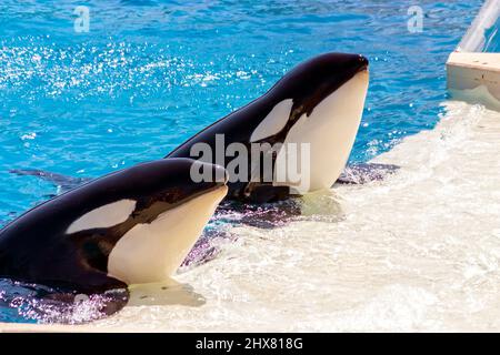Zwei Killerwale im Wasser Stockfoto