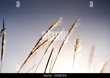 Dies ist ein Foto von Cenchrus setaceus oder besser bekannt als purpurroter Springbrunnen des Ordens, Poales. Stockfoto