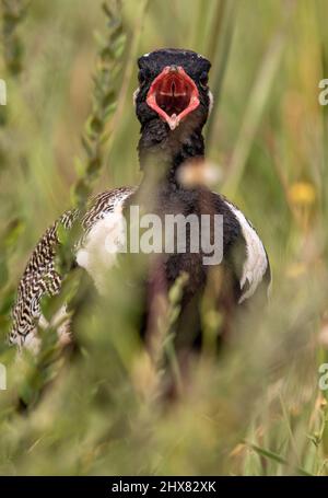 Männlich Northern Black Korhaan, Kgalagadi Stockfoto