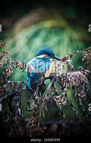 Kingfisher thronte im Unterholz bei leichtem Regen Stockfoto