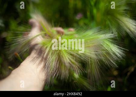 Die Handfläche des Mannes berührt den Weizen. Hand eines jungen Mannes unter den Ohren von Pflanzen. Nahaufnahme des Weizenfeldes. Stockfoto