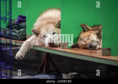 London, Großbritannien. 10.. März 2022. Crufts 2022: Tag 1 der Crufts Hundeausstellung im NEC in Birmingham. Mehr als 25.000 Hunde und 166.000 Fans werden während der dreitägigen Show zu Besuch sein, bevor am letzten Tag die Auszeichnung „Best in Show“ verliehen wird. Crufts gilt als das größte Hundeereignis der Welt und kehrt für 2022 zurück, nachdem der Wettbewerb letztes Jahr nicht mehr in der Lage war, Schieß los. zu erreichen. Kredit: Guy Corbishley/Alamy Live Nachrichten Stockfoto