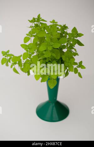 Bund goldener Majoran Stockfoto
