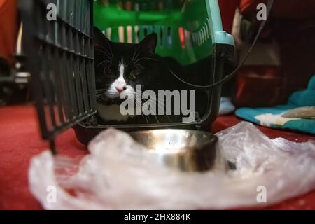 , Danzig, Polen. 10. März 2022. Ukrainische Katze in einem Transporter im Scouts House in Danzig gesehen. Im Pfadfinderhaus in Danzig wurde eine Empfangsstelle für Flüchtlinge aus der Ukraine eröffnet. Die Menschen dort brauchen eine Unterkunft in der Woiwodschaft Pommern. Dank der Hilfe von Pfadfindern können Ukrainer eine warme Mahlzeit essen, Kleidung und Hygieneprodukte erhalten. Schätzungen zufolge sind bis heute über 1,5 Millionen Flüchtlinge aus der vom Krieg zerrissenen Ukraine in Polen angekommen. Kredit: SOPA Images Limited/Alamy Live Nachrichten Stockfoto