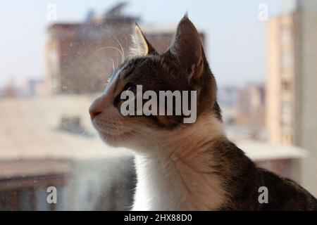 Weiß-graue Katze mit braunen Augen und schwarzen Streifen, die in der Nähe des Fensters nach vorne schauen Stockfoto