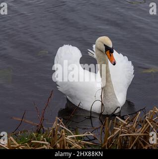 Anzeige der Bedrohung durch den stummenden Schwan Cygnus olor für Erwachsene Stockfoto