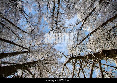 Blauer Winterhimmel. Blick durch die Kronen schneebedeckter Bäume. Kalter, klarer Wintertag Stockfoto