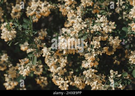Nahaufnahme der gelben Blüten im Frühling Stockfoto