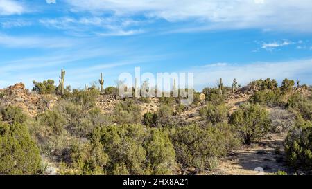 Saguaro Cactus, Carnegiea gigantea, entlang einer Bergspitze in der Wüste von Arizona.