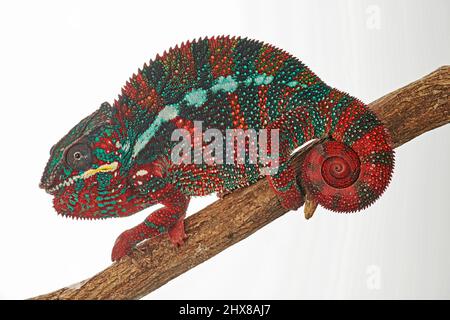 Panther-Chamäleon, Furcifer pardalis, eine lebendige Farbe deutet auf eine Herausforderung hin, dem Männchen Konkurrenz zu machen Stockfoto