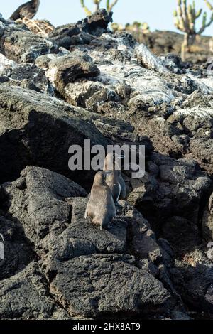 Galapagos-Pinguine (Spheniscus mendiculus) auf Isla Isabella, Galapagos-Inseln, Ecuador Stockfoto