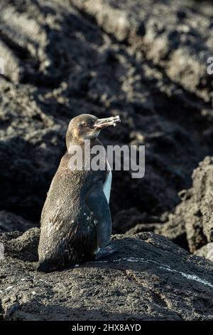 Galapagos-Pinguin (Spheniscus mendiculus) auf Isla Isabella, Galapagos-Inseln, Ecuador Stockfoto
