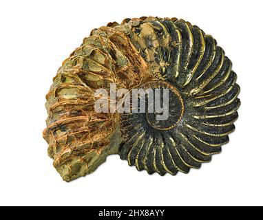 Ammonit, pyritisiert (Hoplites dentatus, Cephalopoda. Niedriger Gault Clay. Mittelalbisch, Unterkreide). Aus Frankreich. Stockfoto