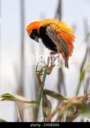 Männlich Southern Red Bishop, Kruger National Park Stockfoto