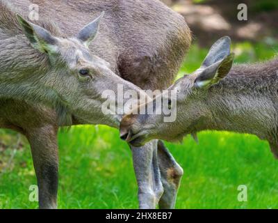 Elch oder Elch (Alces alces). Gehege im Nationalpark Bayerischer Wald, Europa, Deutschland, Bayern Stockfoto