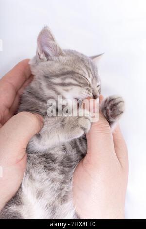 Ein kleines blindes neugeborenes Kätzchen schläft in den Händen eines Mannes auf einem weißen Bett, Draufsicht. Das Kätzchen leckt den Finger des Mannes mit seiner Zunge. Pflege von Haustieren Stockfoto