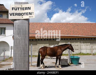 Holzbecken mit Schild, in dem die Fütterung auf Deutsch verboten ist. Im Hintergrund befindet sich ein entkoketes Pferd in der Seitenansicht. Stockfoto