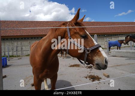 Pferdekopf im Gestüt Einsiedeldn, Schweiz. Das Pferd hat den Kopf zur Seite gedreht. Im Hintergrund sind noch andere Pferde zu sehen. Stockfoto