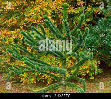 Affe Puzzle Tree (Araucaria araucana). Dawyck Botanic Garden, Stobo, Scottish Borders, Schottland, Vereinigtes Königreich, Europa. Stockfoto