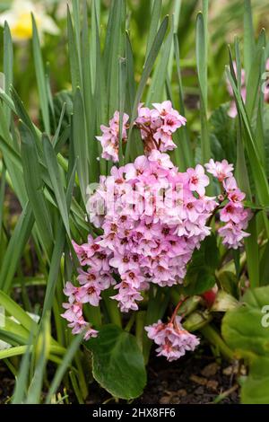 Nahaufnahme von Pink Bergenia Cordifolia, die in einem Frühlingsgarten in Großbritannien blüht Stockfoto