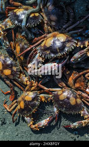 Nahaufnahme und selektiver Fokus auf rote Sandkrabben auf Sonadia Island, Kutubjom Union, Bangladesch. Rote Krabbe am Strand. Stockfoto