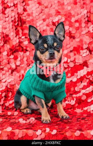 Chihuahua Hund in einem grünen Pullover auf rotem Hintergrund mit Funkeln. Tier, Haustier. Stockfoto