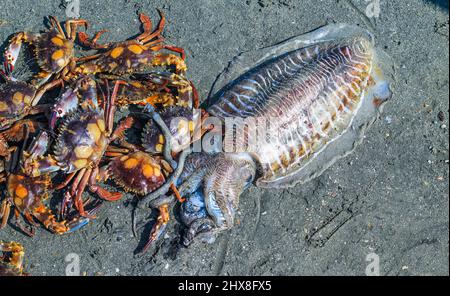 Rote Schwimmerkrabben und gewöhnliche Tintenfische auf dem Fischmarkt auf der Insel Saint Martins, Bangladesch. Fischmarkt. Stockfoto