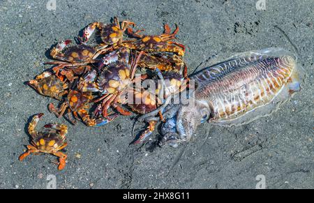 Rote Schwimmerkrabben und gewöhnliche Tintenfische auf dem Fischmarkt auf der Insel Saint Martins, Bangladesch. Fischmarkt. Stockfoto