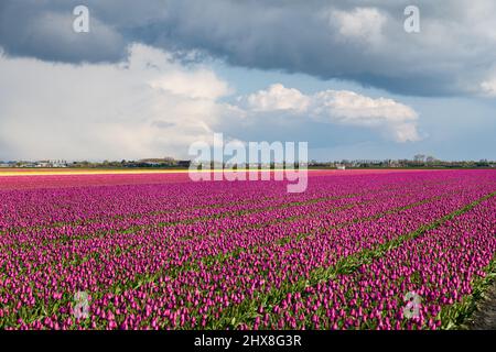 Dunkle Wolken eines schweren Gewitters, die im Frühjahr auf der Insel Goeree-Overflakkee in den Niederlanden über einem Tulpenfeld mit violetten Blüten hingen. Stockfoto