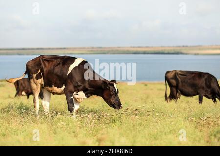 Schwarze und weiße Kuh grasen auf grünen Weiden Stockfoto