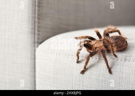 Gruselige Tarantula-Spinne auf der Couch im Zimmer, Nahaufnahme Stockfoto